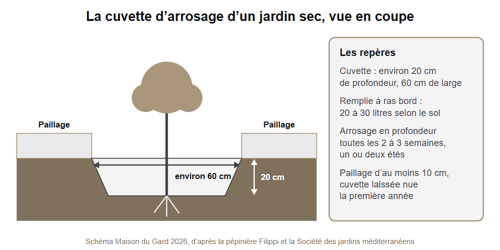 Coupe d'une cuvette d'arrosage de jardin sec : 20 cm de profondeur, 60 cm de large, paillage d'au moins 10 cm