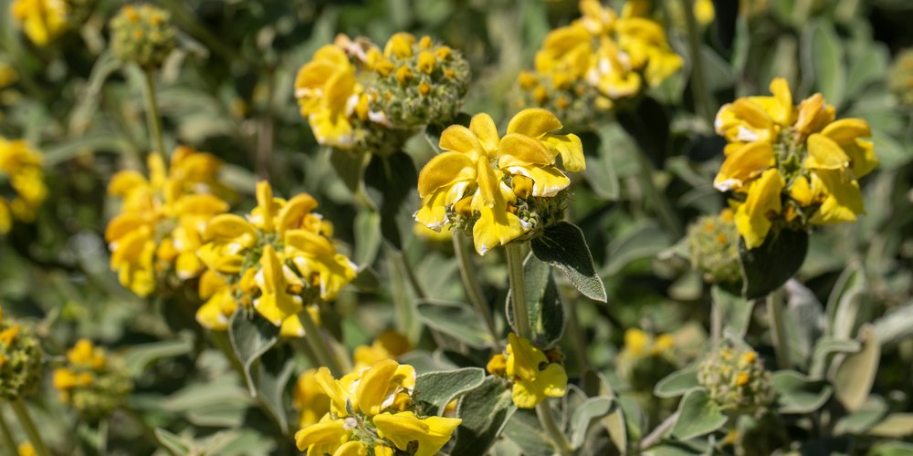 Sauge de Jérusalem en fleurs jaunes au feuillage gris, arbuste de talus plein sud pour un jardin sec