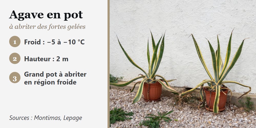 Deux agaves d’Amérique en pot devant un mur blanc, plante méditerranéenne à abriter des fortes gelées