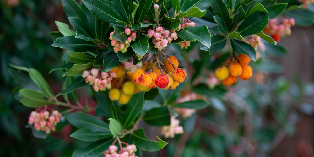 Arbousier en fleurs et en fruits, clochettes blanc rosé et arbouses rouges parmi un feuillage persistant vert foncé