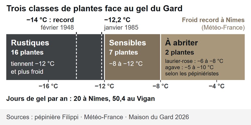 Trois classes de plantes méditerranéennes face au gel, comparées aux records de froid de Nîmes et du Vigan