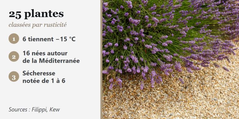 Plantes méditerranéennes en massif sur gravier : lavande en fleurs et graminée fine au soleil, dans un jardin sec